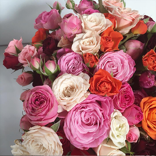 Pink, Red And White Spray Roses