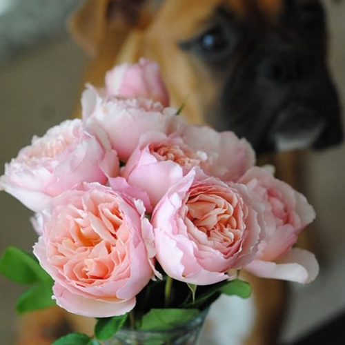 Pink Cabbage Roses and A Boxer Dog